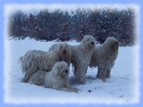 Best of the best: 135th Westminster Kennel Club Dog Show Komondor dog, Large dog
