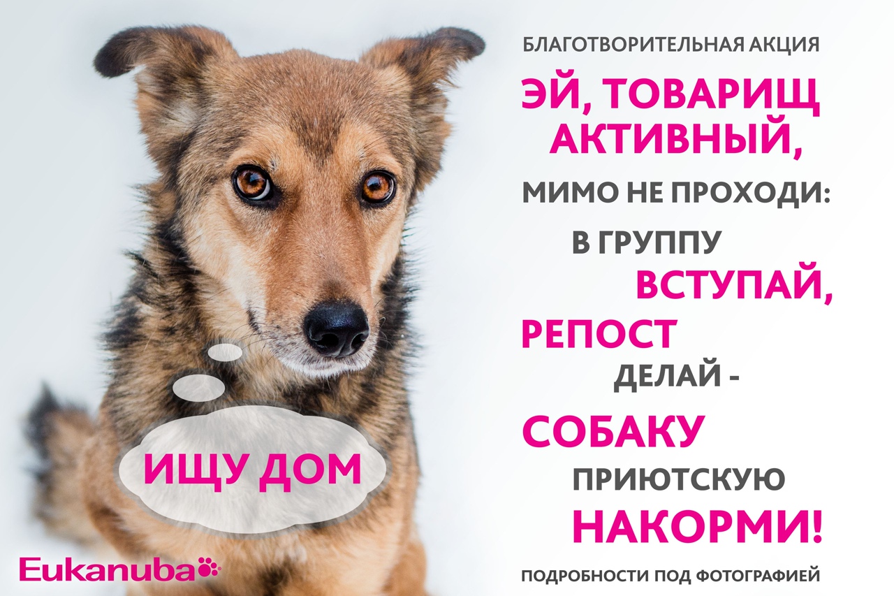 Лозунг для приюта животных