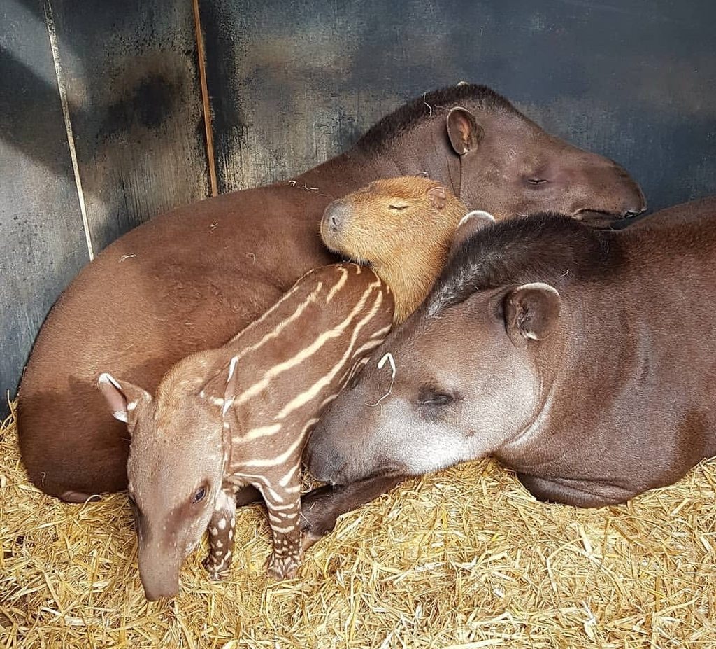 Жареная капибара фото Жареная капибара фото