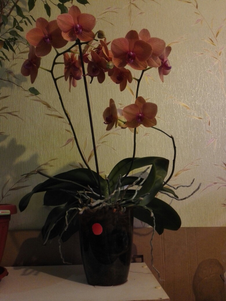 Елена Цаплина | Воронеж