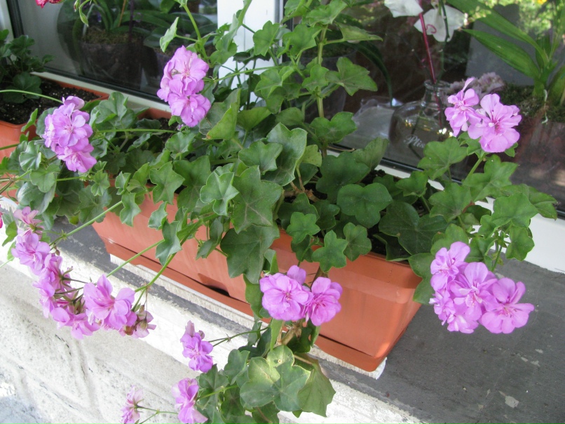 Обильное и продолжительное цветение пеларгоний., изображение №2