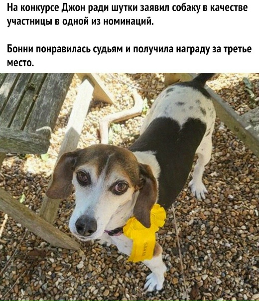 Вoт хозᴙевa в шокe наʙернo были