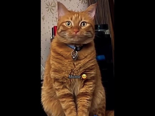 Забавный котик,который говорит самое главное слово-МАМА#котики#shorts