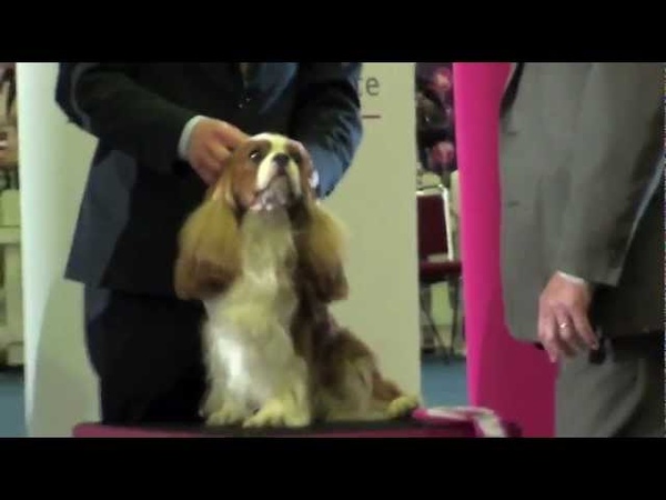Miletree Contellation , 1 Cavalier King Charles Spaniel and Dog in