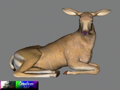 Cuk-Laying-Doe
