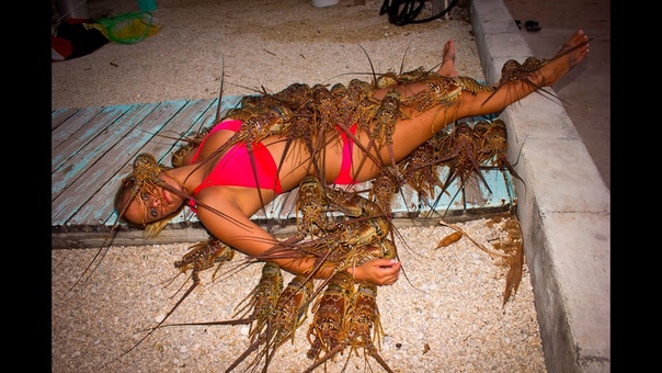 SPINY LOBSTER: CATCHING, CLEANING, COOKING, EATING tasty tuesday