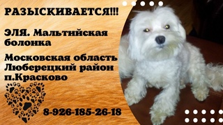 Пропала собака ! ЭЛЯ , Московская область , Люберцкий р-он