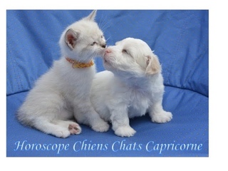 Horoscope  Spcial Animaux de Compagnie : Capricorne