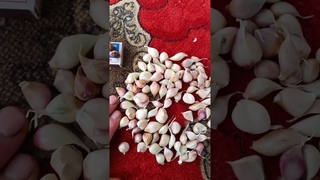 КРУПНАЯ БУЛЬБОЧКА,ВЫДАЮЩИЕСЯ СОРТА ЧЕСНОКА!!!
