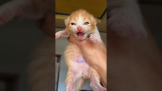 Timelapse Kitten 1 Days to 60 Days  #kucinglucu #kucing #kitten #catlover #timelapsecat