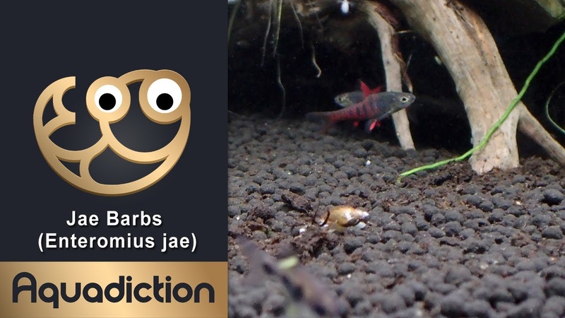 Jae barbs ( Enteromius jae) Rare Dwarf Barbs Tropical Fish (butterfly barbs