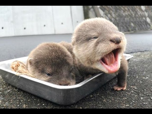 Otter A Cute Otters And Funny Otters Videos Compilation, , NEW