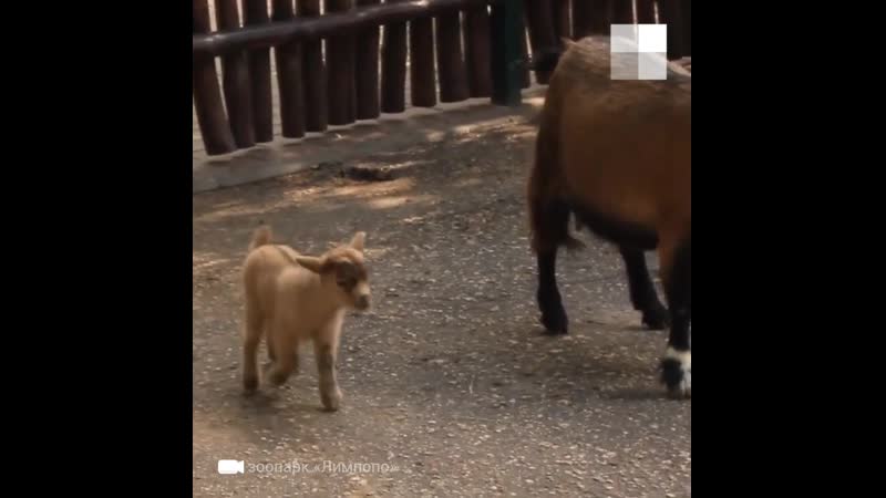 Нигерийские козлятки на прогулке