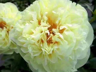 Пион лемон шифон. Лемон шиффон пион. Joanna marlene пион. Желтый пион лемон шиффон. Пион голд майн.